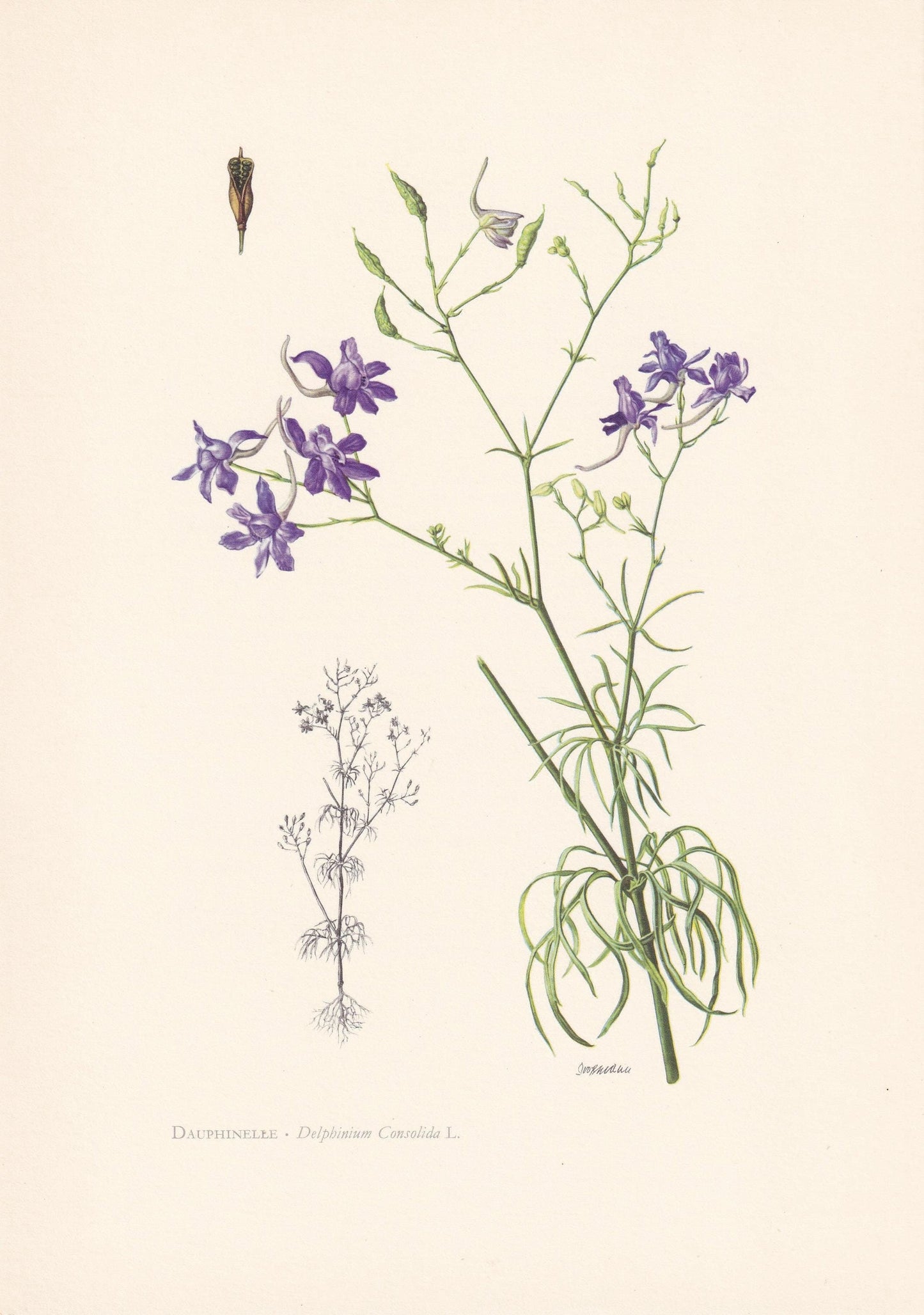 1960 LARKSPUR Print - Botanical Print - Flower Illustration - Flower Wall Art - Vintage Plant Print - 7.5 x 10.6 Inches