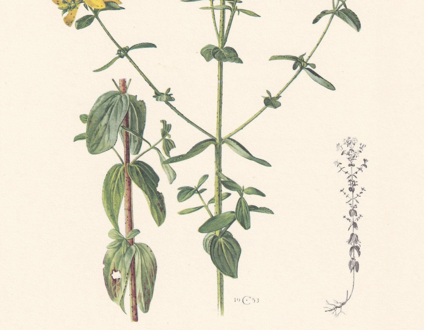 1960 St JOHN'S WORT Print - Botanical Print - Flower Illustration - Flower Wall Art - Vintage Plant Print - 7.5 x 10.6 Inches