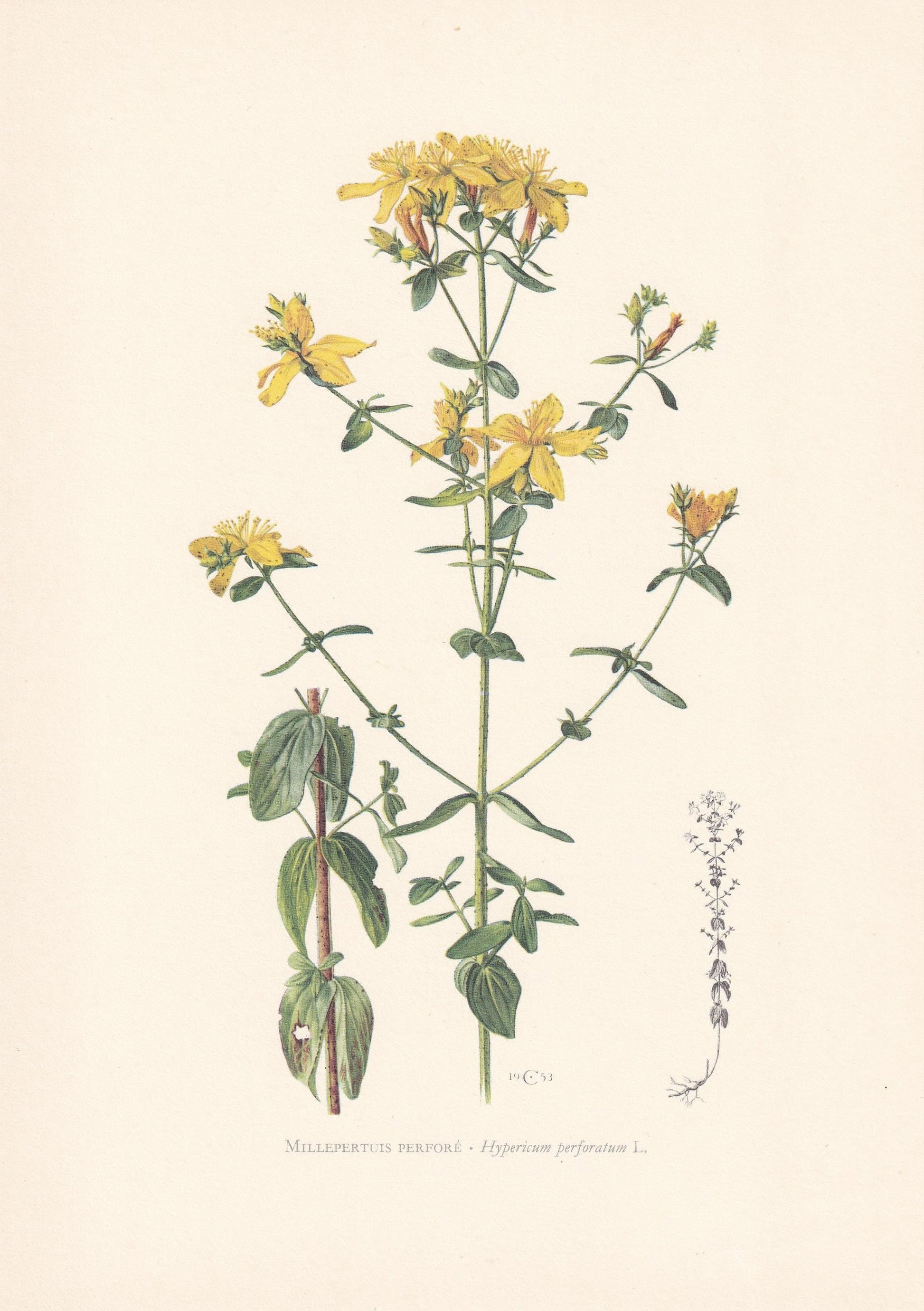 1960 St JOHN'S WORT Print - Botanical Print - Flower Illustration - Flower Wall Art - Vintage Plant Print - 7.5 x 10.6 Inches