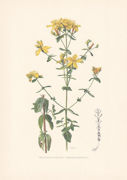 1960 St JOHN'S WORT Print - Botanical Print - Flower Illustration - Flower Wall Art - Vintage Plant Print - 7.5 x 10.6 Inches