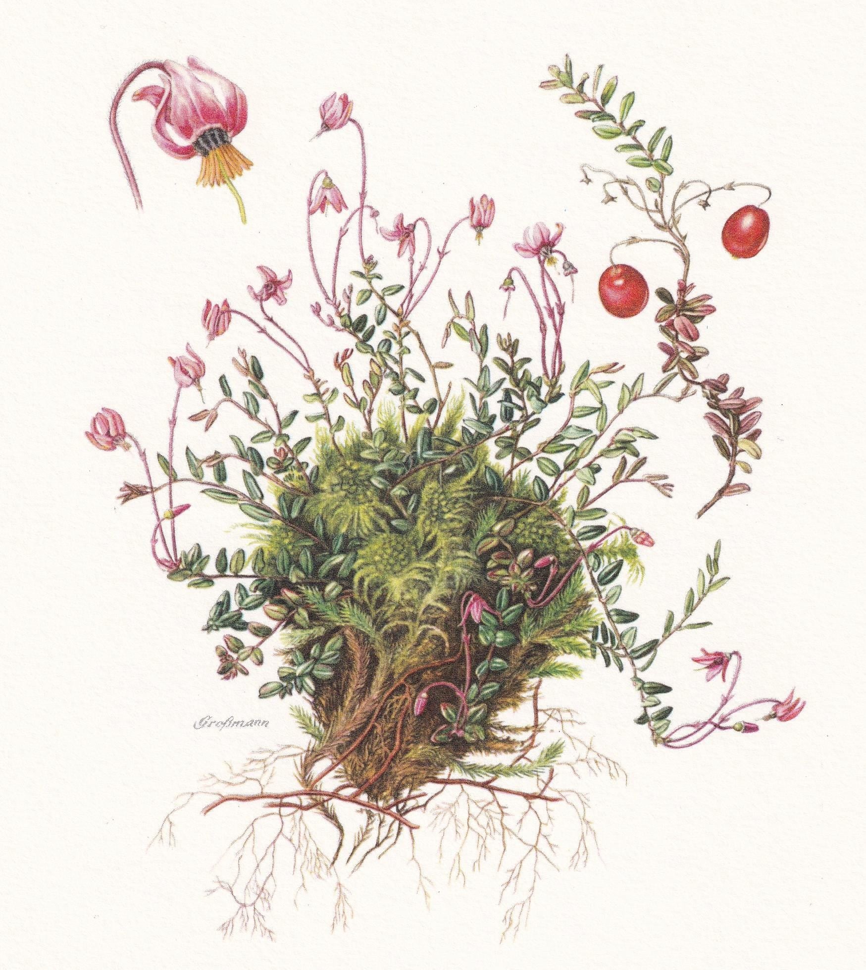 1960 CRANBERRY Print - Botanical Print - Botanical Illustration - Plant Wall Art - Vintage Plant Print - 7.5 x 10.6 Inches