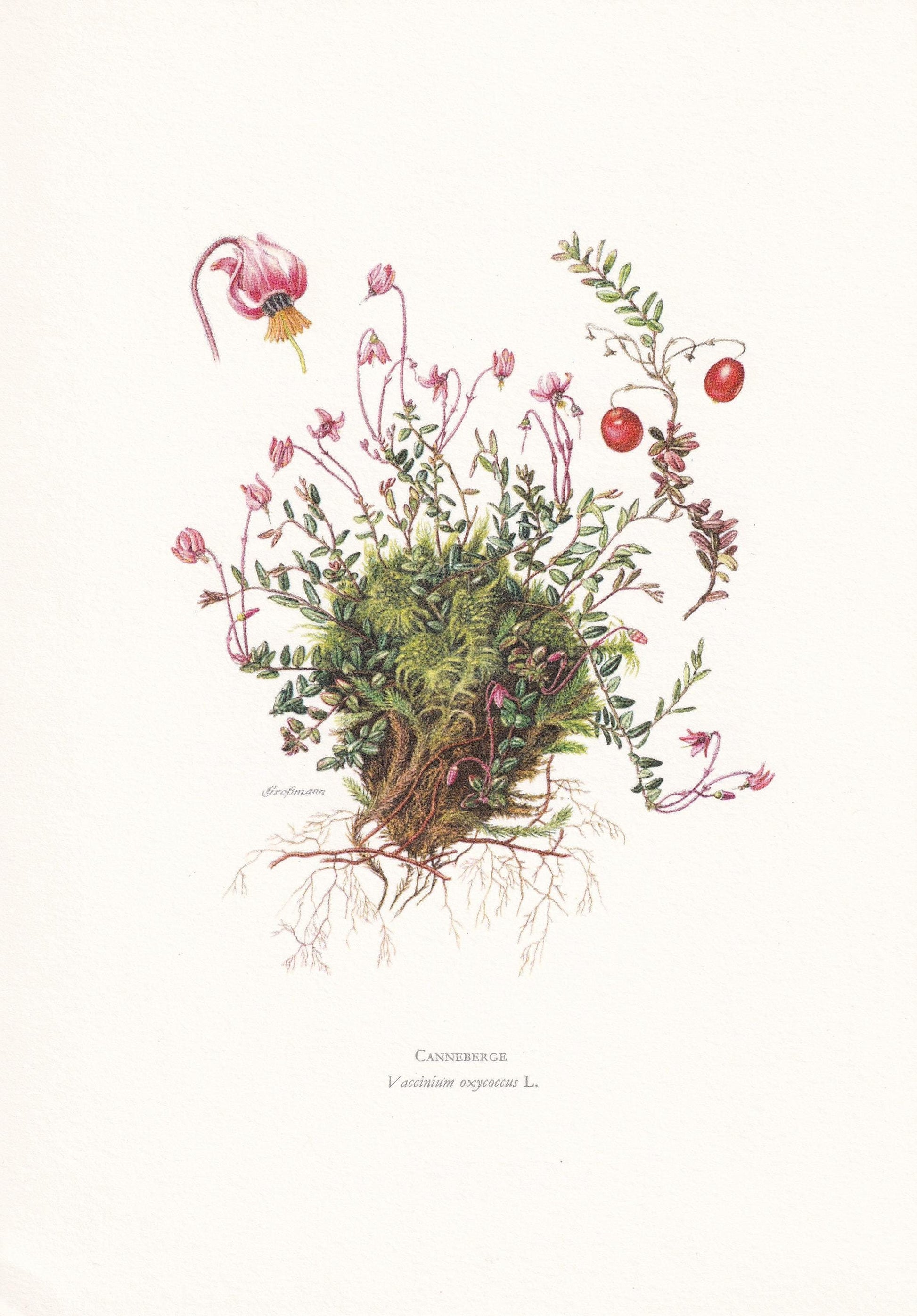 1960 CRANBERRY Print - Botanical Print - Botanical Illustration - Plant Wall Art - Vintage Plant Print - 7.5 x 10.6 Inches