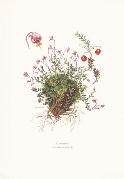1960 CRANBERRY Print - Botanical Print - Botanical Illustration - Plant Wall Art - Vintage Plant Print - 7.5 x 10.6 Inches