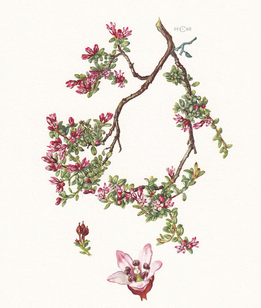 1960 ALPINE AZALEA Print - Botanical Print - Botanical Illustration - Plant Wall Art - Vintage Plant Print - 7.5 x 10.6 Inche