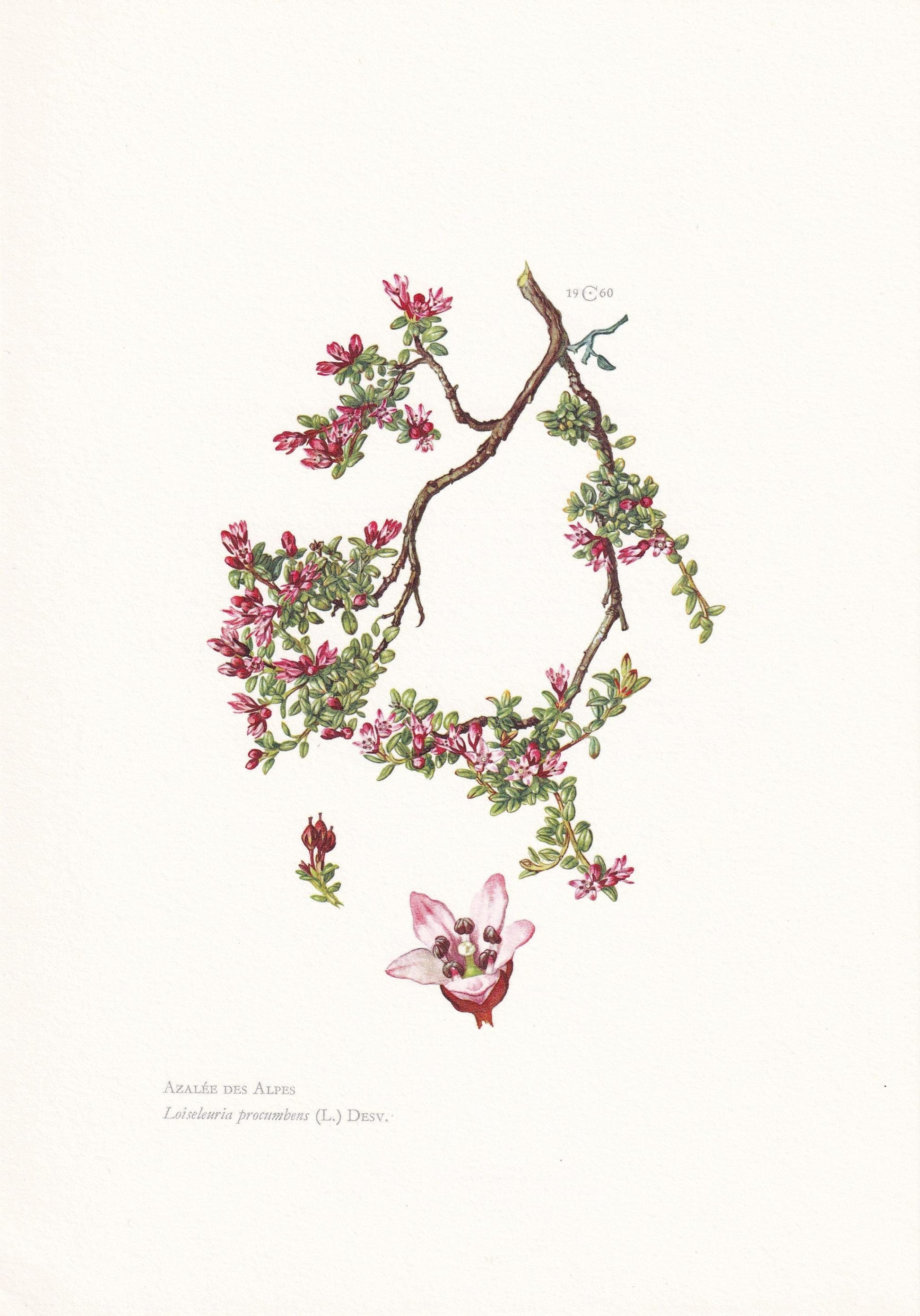 1960 ALPINE AZALEA Print - Botanical Print - Botanical Illustration - Plant Wall Art - Vintage Plant Print - 7.5 x 10.6 Inche