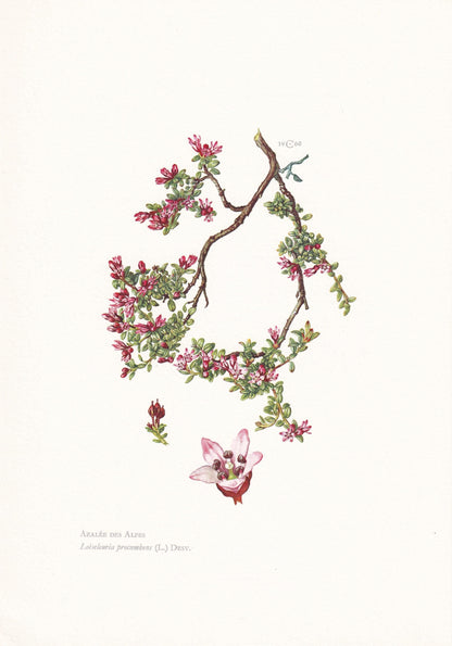 1960 ALPINE AZALEA Print - Botanical Print - Botanical Illustration - Plant Wall Art - Vintage Plant Print - 7.5 x 10.6 Inche