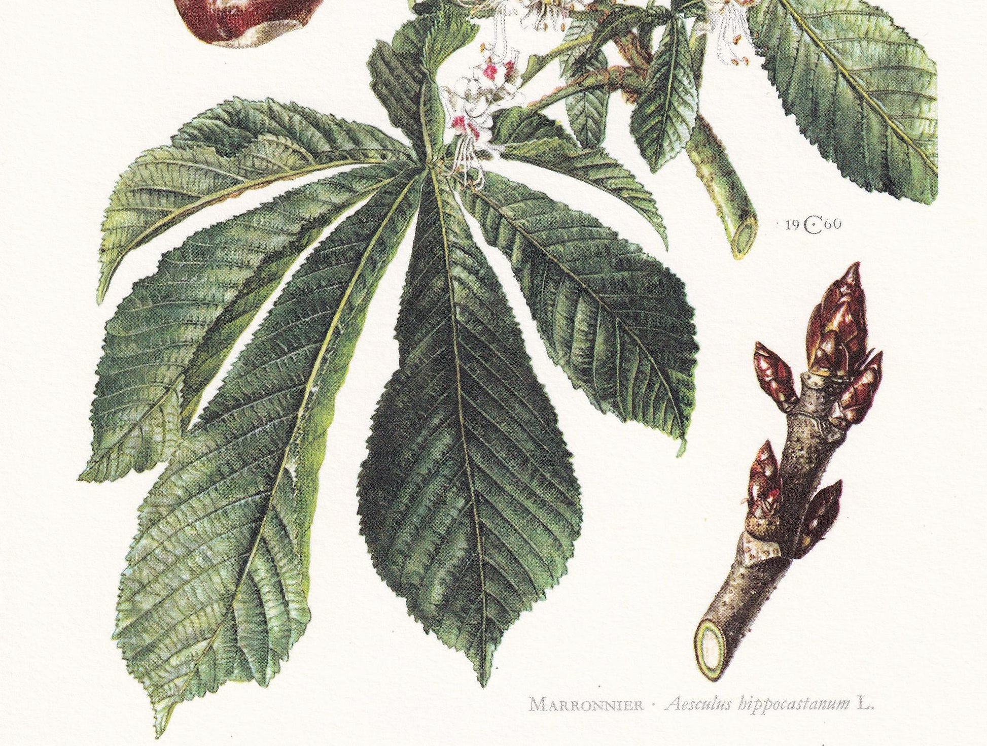 1960 HORSE CHESTNUT Tree Print - Botanical Print - Botanical Illustration - Tree Wall Art - Vintage Tree Print - 7.5 x 10.6 I