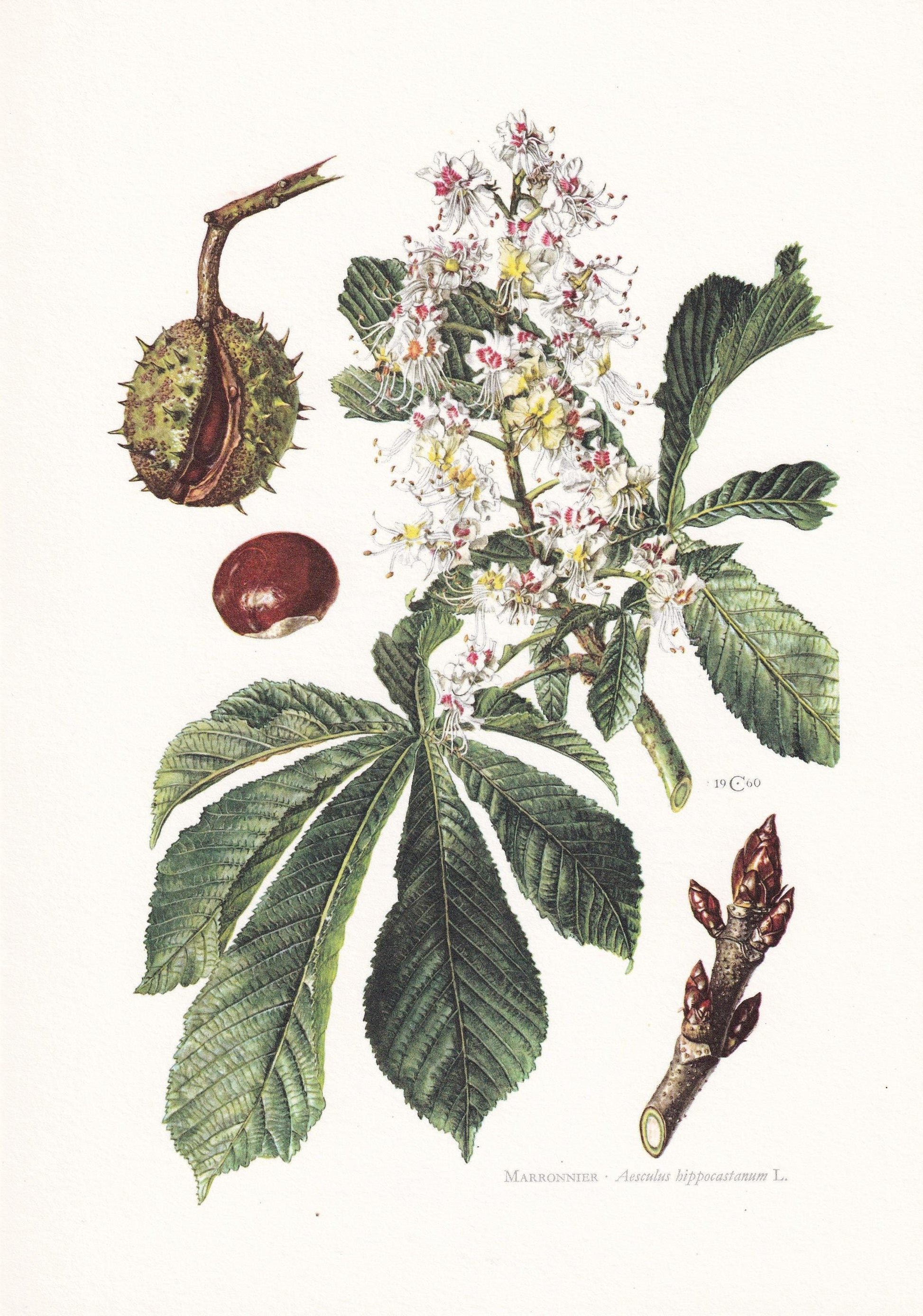 1960 HORSE CHESTNUT Tree Print - Botanical Print - Botanical Illustration - Tree Wall Art - Vintage Tree Print - 7.5 x 10.6 I