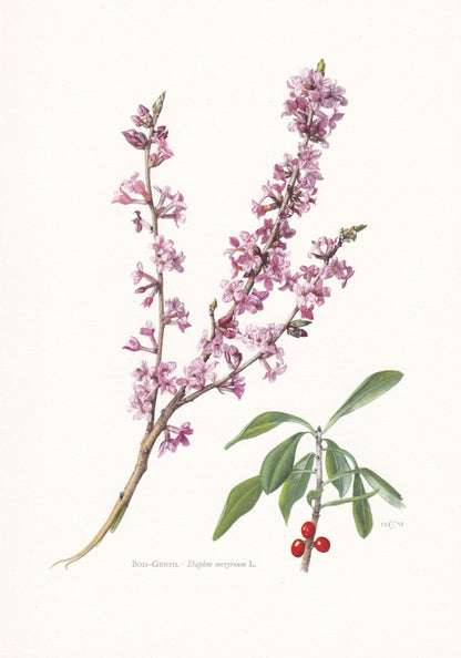 1960 MEZEREUM Print - Botanical Print - Botanical Illustration - Plant Wall Art - Vintage Plant Print - 7.5 x 10.6 Inches