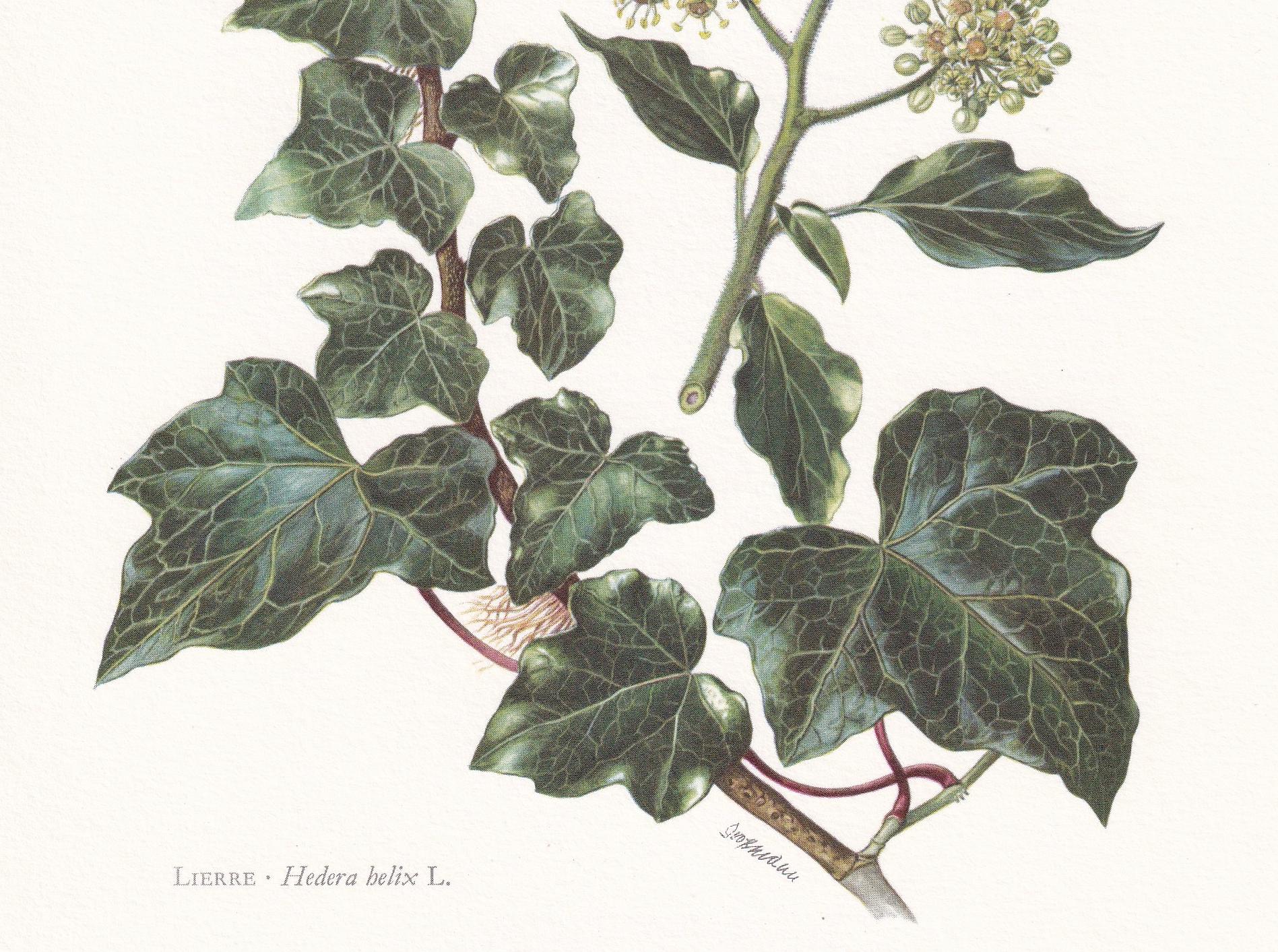 1960 COMMON IVY Print - Botanical Print - Botanical Illustration - Plant Wall Art - Vintage Plant Print - 7.5 x 10.6 Inches
