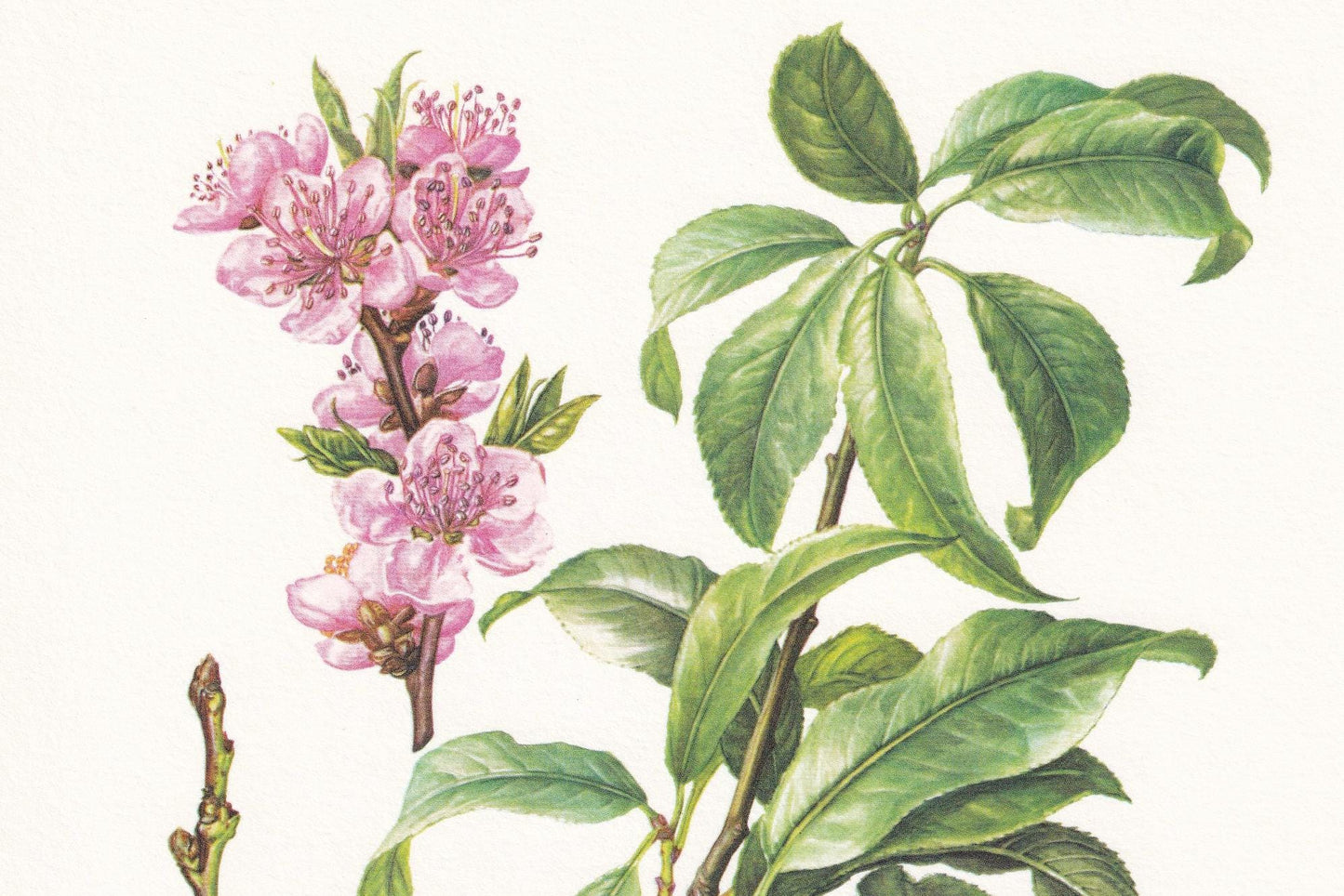 1960 PEACH TREE Print - Botanical Print - Botanical Illustration - Tree Wall Art - Vintage Tree Print - 7.5 x 10.6 Inches