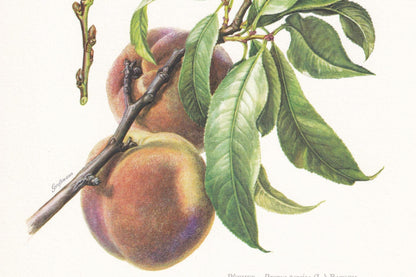 1960 PEACH TREE Print - Botanical Print - Botanical Illustration - Tree Wall Art - Vintage Tree Print - 7.5 x 10.6 Inches