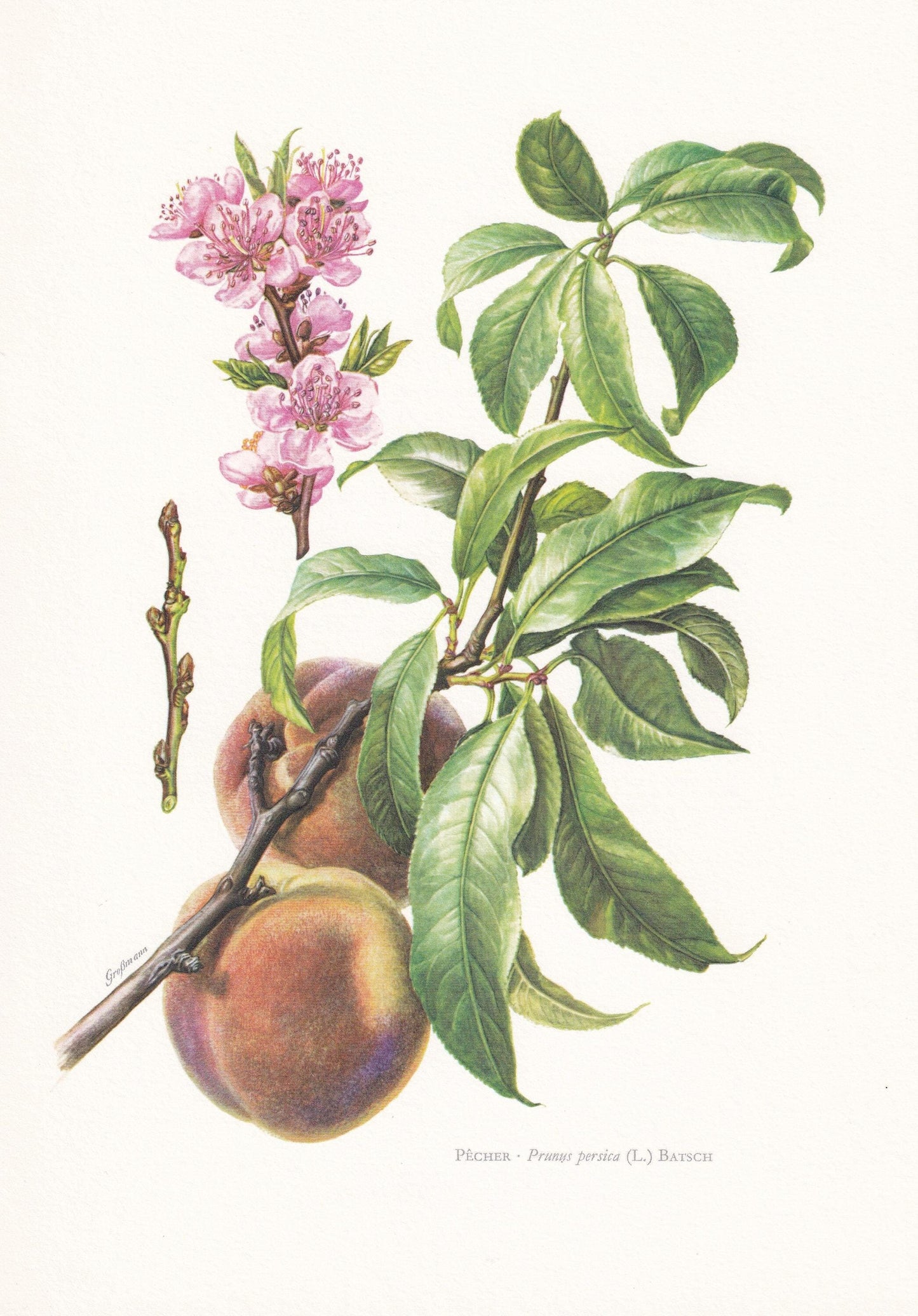 1960 PEACH TREE Print - Botanical Print - Botanical Illustration - Tree Wall Art - Vintage Tree Print - 7.5 x 10.6 Inches