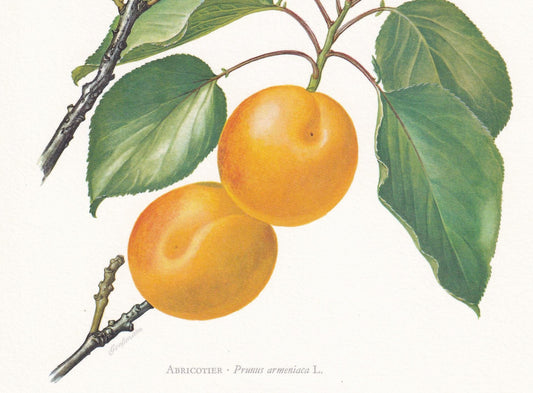 1960 APRICOT TREE Print - Botanical Print - Botanical Illustration - Tree Wall Art - Vintage Tree Print - 7.5 x 10.6 Inches