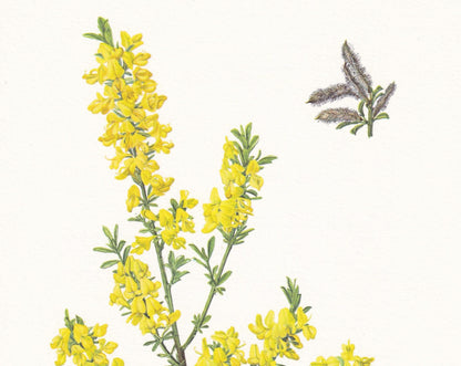 1960 CREEPING BROOM Print - Botanical Print - Botanical Illustration - Plant Wall Art - Vintage Plant Print - 7.5 x 10.6 Inch