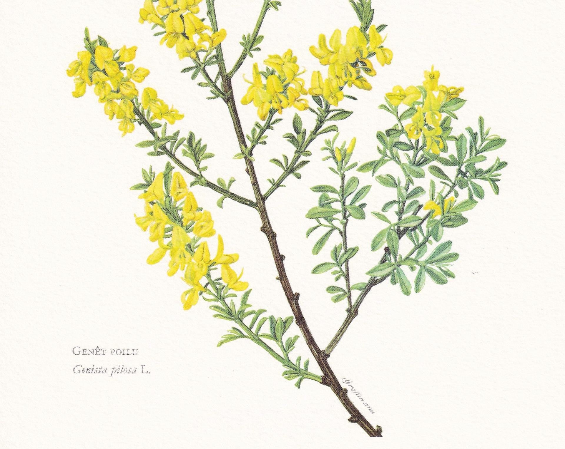 1960 CREEPING BROOM Print - Botanical Print - Botanical Illustration - Plant Wall Art - Vintage Plant Print - 7.5 x 10.6 Inch