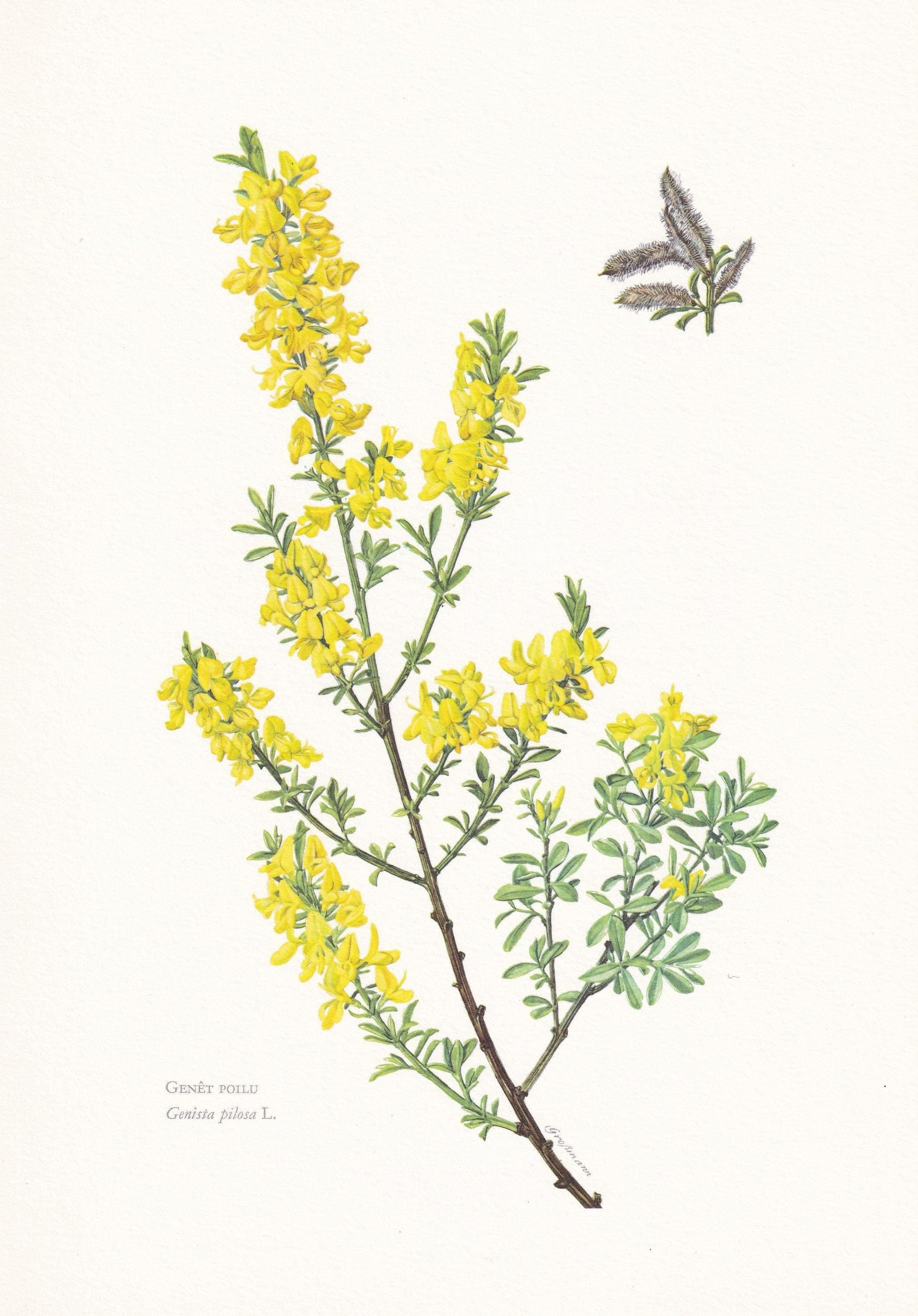 1960 CREEPING BROOM Print - Botanical Print - Botanical Illustration - Plant Wall Art - Vintage Plant Print - 7.5 x 10.6 Inch