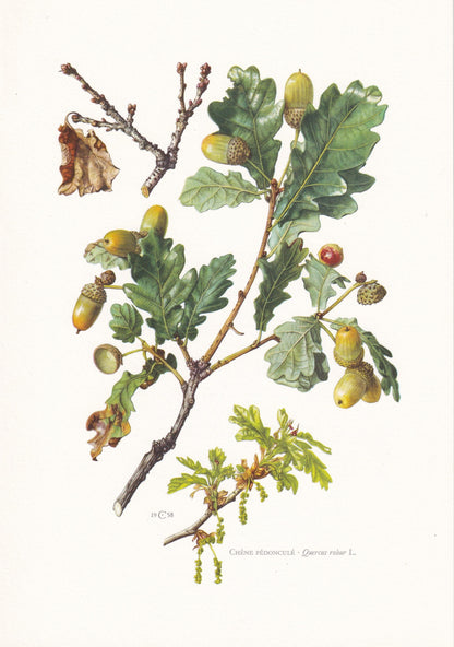 1960 ENGLISH OAK Print - Botanical Print - Tree Illustration - Tree Wall Art - Vintage Tree Print - 7.5 x 10.6 Inches