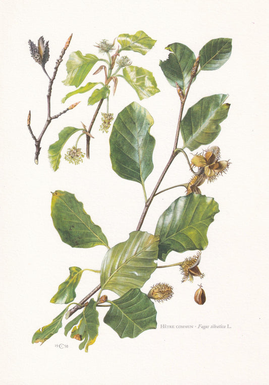 1960 EUROPEAN BEECH Print - Botanical Print - Tree Illustration - Tree Wall Art - Vintage Tree Print - 7.5 x 10.6 Inches