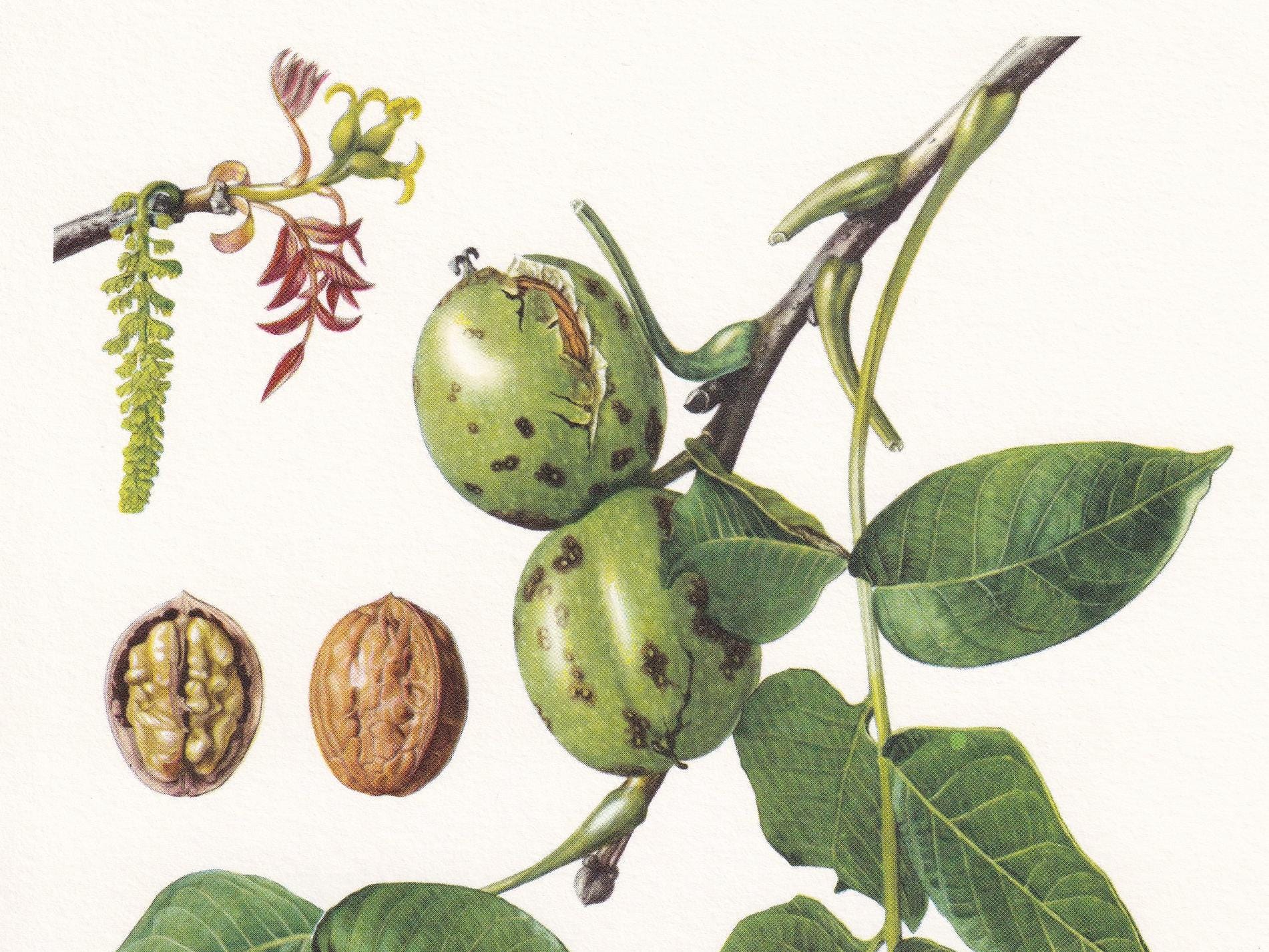 1960 ENGLISH WALNUT Print - Botanical Print - Tree Illustration - Tree Wall Art - Vintage Tree Print - 7.5 x 10.6 Inches