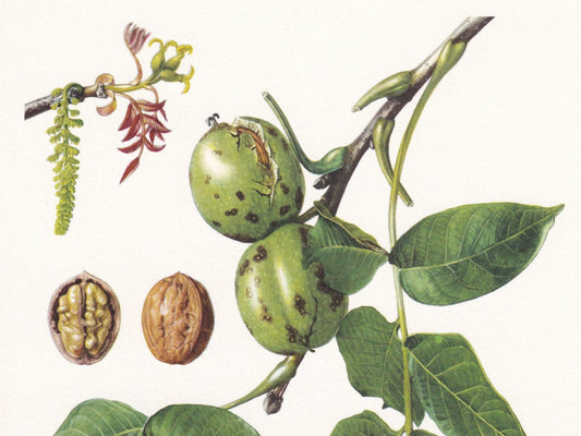 1960 ENGLISH WALNUT Print - Botanical Print - Tree Illustration - Tree Wall Art - Vintage Tree Print - 7.5 x 10.6 Inches