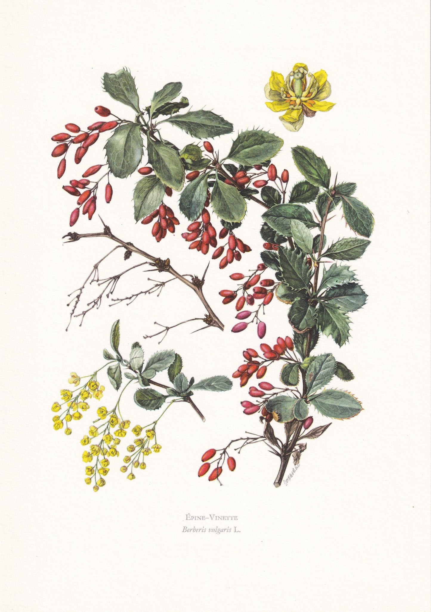 1960 BARBERRY Print - Botanical Print - Botanical Illustration - Plant Wall Art - Vintage Plant Print - 7.5 x 10.6 Inches