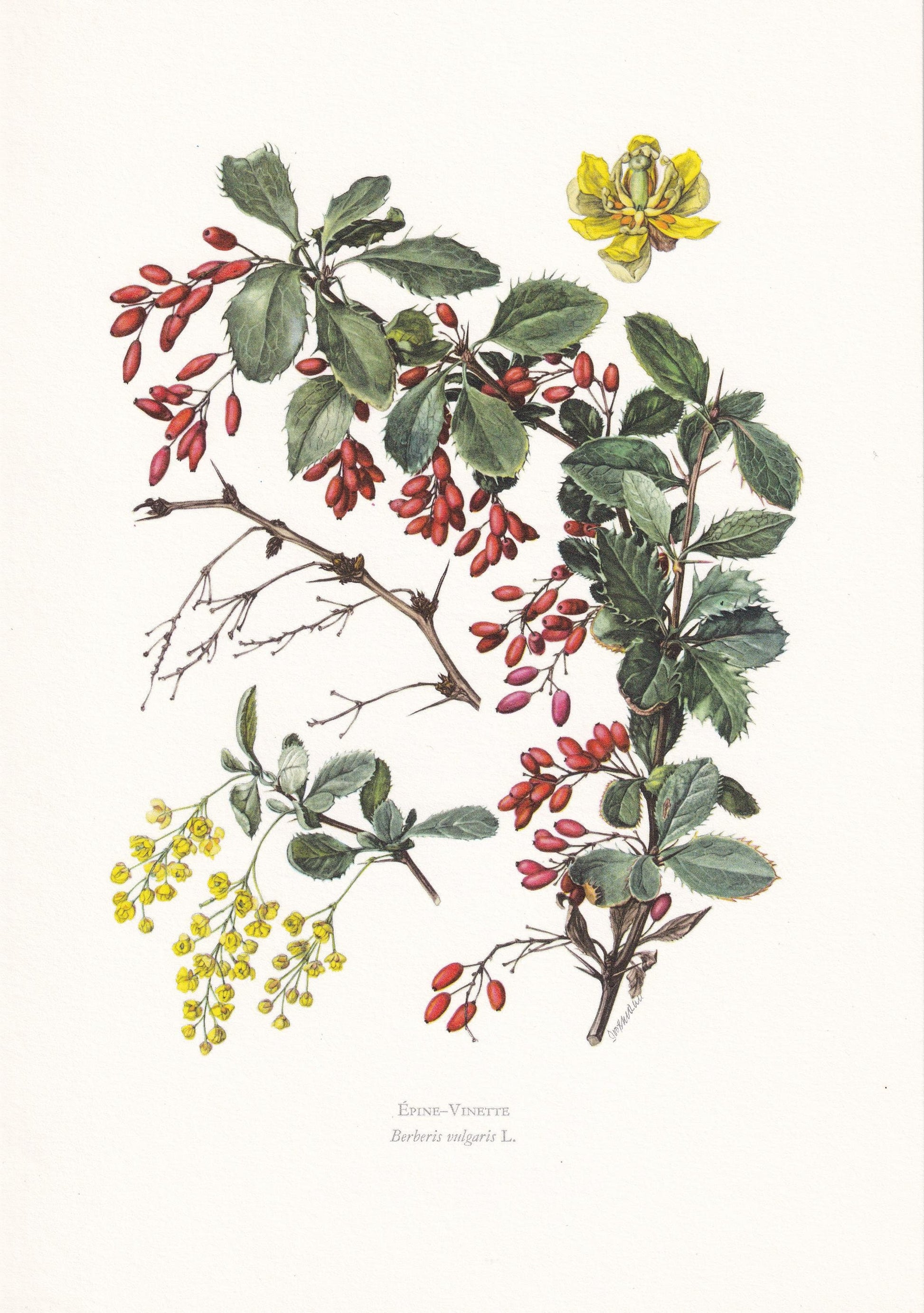 1960 BARBERRY Print - Botanical Print - Botanical Illustration - Plant Wall Art - Vintage Plant Print - 7.5 x 10.6 Inches