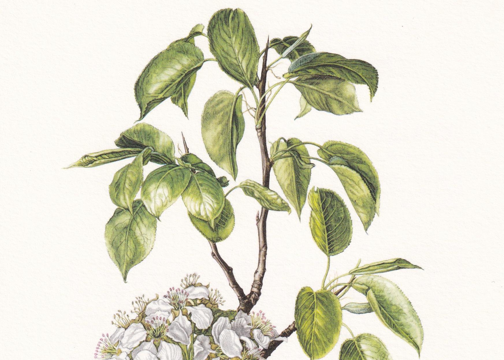 1960 WILD PEAR Print - Botanical Print - Botanical Illustration - Tree Wall Art - Vintage Tree Print - 7.5 x 10.6 Inches