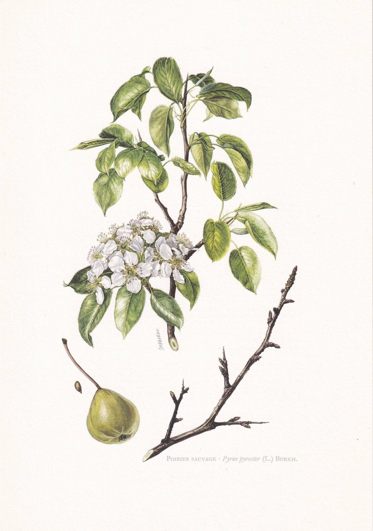 1960 WILD PEAR Print - Botanical Print - Botanical Illustration - Tree Wall Art - Vintage Tree Print - 7.5 x 10.6 Inches
