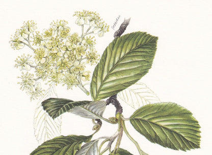 1960 WHITEBEAM TREE Print - Botanical Print - Botanical Illustration - Tree Wall Art - Vintage Tree Print - 7.5 x 10.6 Inches