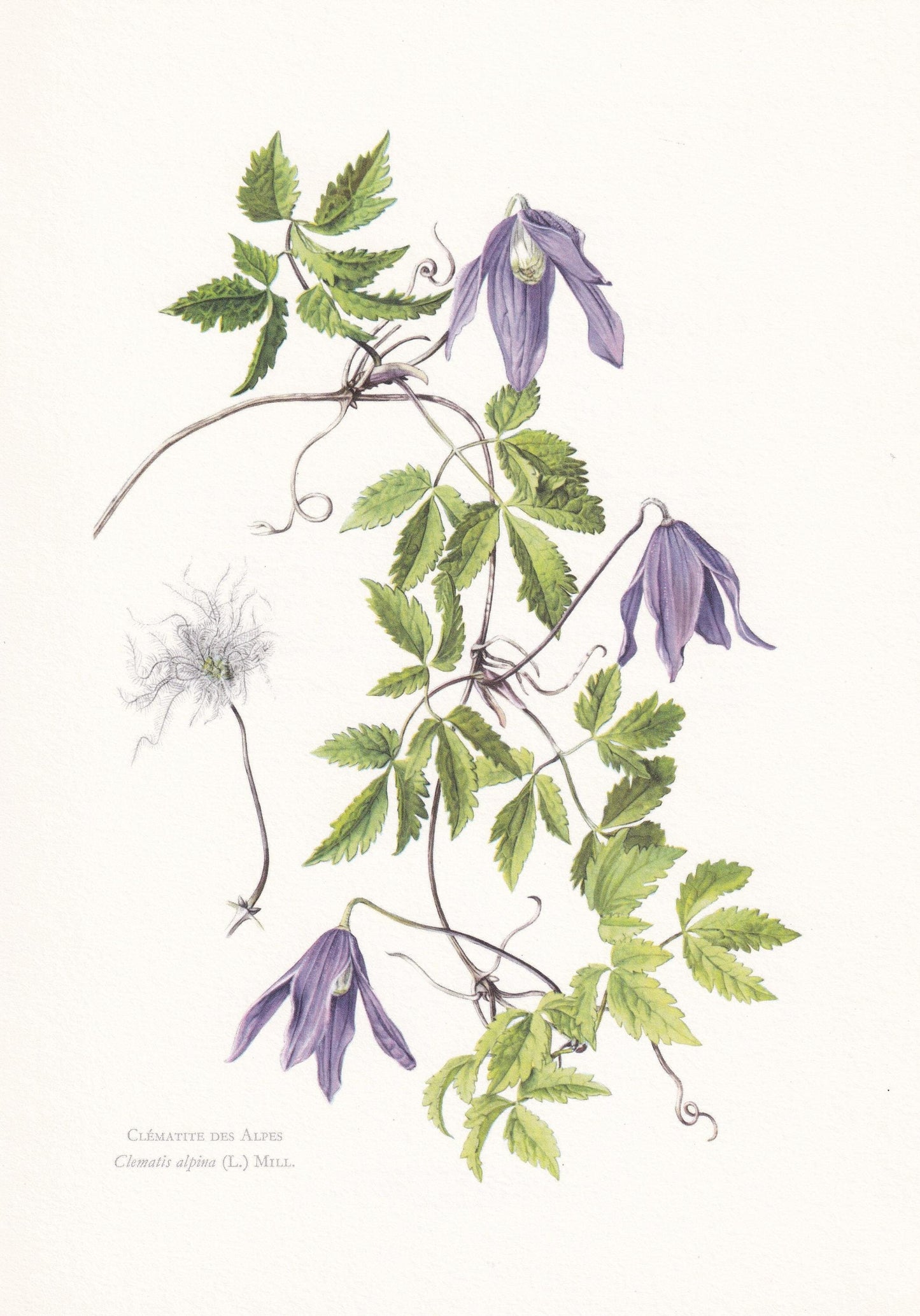 1960 ALPINE CLEMATIS Print - Botanical Print - Botanical Illustration - Plant Wall Art - Vintage Plant Print - 7.5 x 10.6 Inc