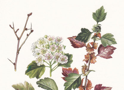 1960 HAWTHORN Print - Botanical Print - Botanical Illustration - Plant Wall Art - Vintage Plant Print - 7.5 x 10.6 Inches