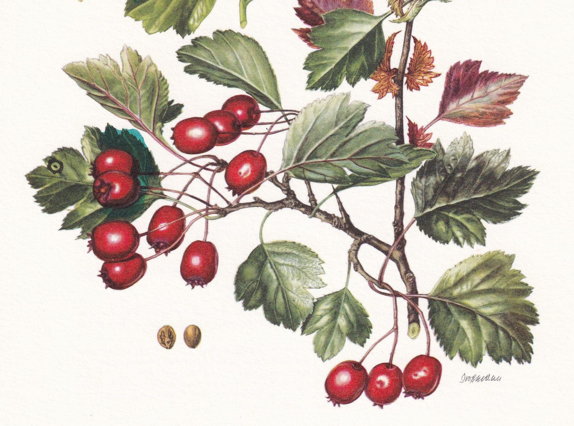 1960 HAWTHORN Print - Botanical Print - Botanical Illustration - Plant Wall Art - Vintage Plant Print - 7.5 x 10.6 Inches