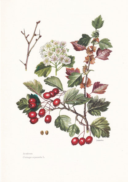 1960 HAWTHORN Print - Botanical Print - Botanical Illustration - Plant Wall Art - Vintage Plant Print - 7.5 x 10.6 Inches
