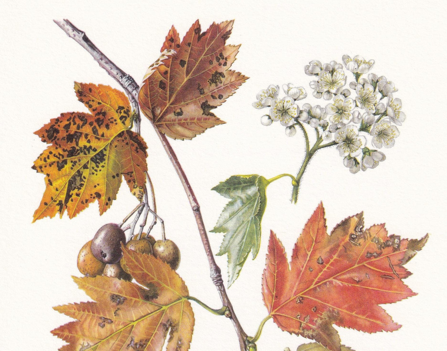 1960 WILD SERVICE TREE Print - Botanical Print - Botanical Illustration - Tree Wall Art - Vintage Tree Print - 7.5 x 10.6 Inc