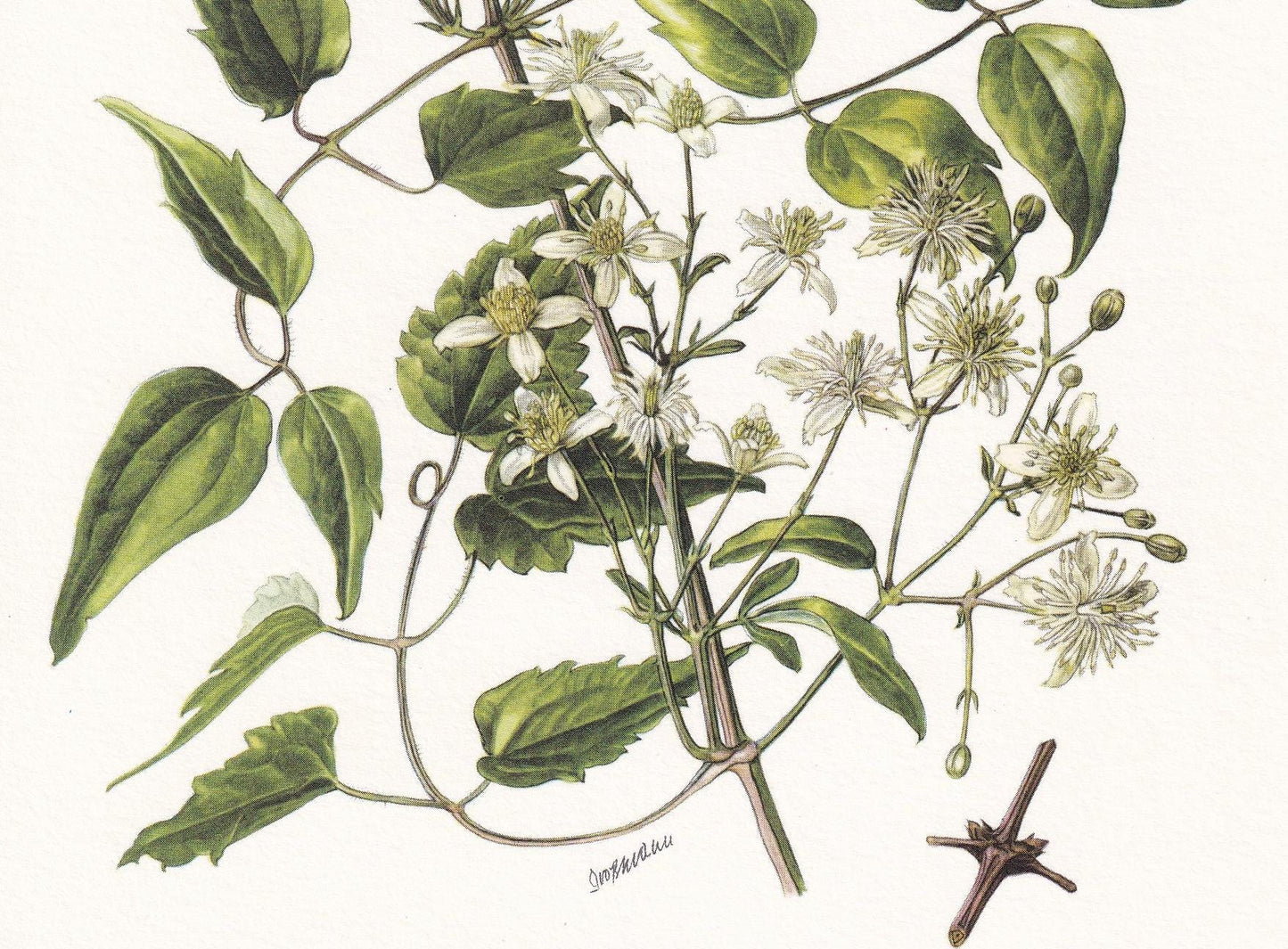 1960 CLEMATIS VITALBA Print - Botanical Print - Botanical Illustration - Plant Wall Art - Vintage Plant Print - 7.5 x 10.6 In