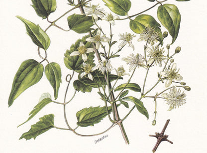 1960 CLEMATIS VITALBA Print - Botanical Print - Botanical Illustration - Plant Wall Art - Vintage Plant Print - 7.5 x 10.6 In