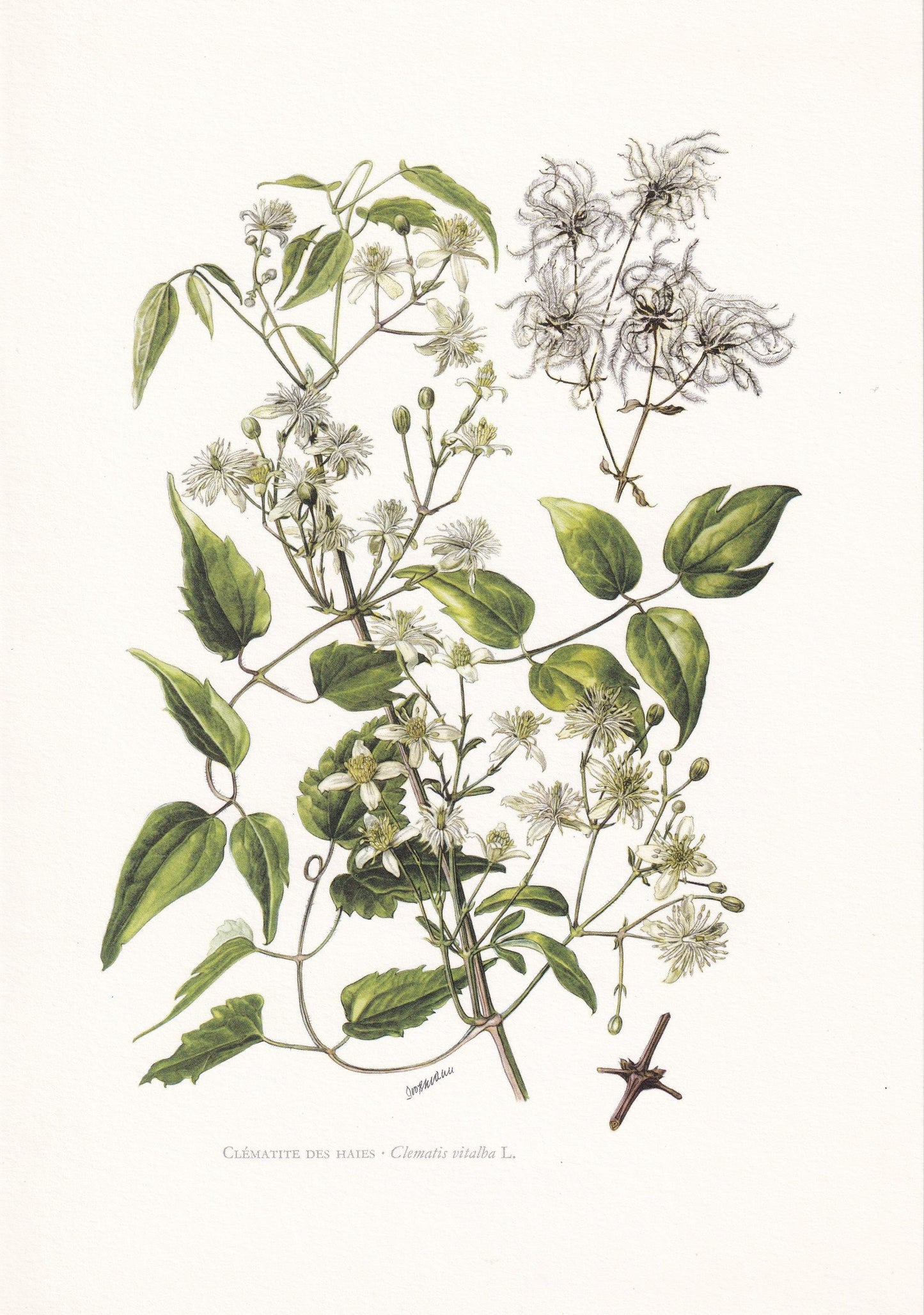 1960 CLEMATIS VITALBA Print - Botanical Print - Botanical Illustration - Plant Wall Art - Vintage Plant Print - 7.5 x 10.6 In