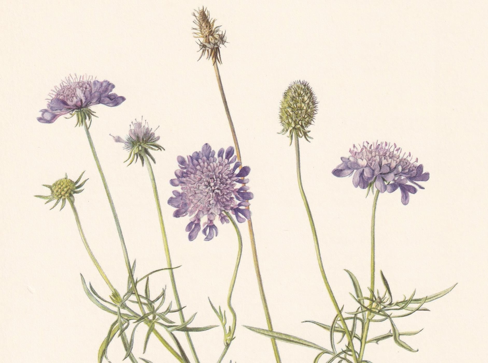 1960 SMALL SCABIOUS Print - Botanical Print - Flower Painting - Flower Wall Art - Vintage Plant Print - 7.5 x 10.6 Inches