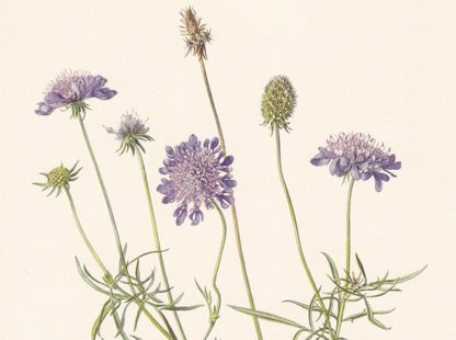 1960 SMALL SCABIOUS Print - Botanical Print - Flower Painting - Flower Wall Art - Vintage Plant Print - 7.5 x 10.6 Inches