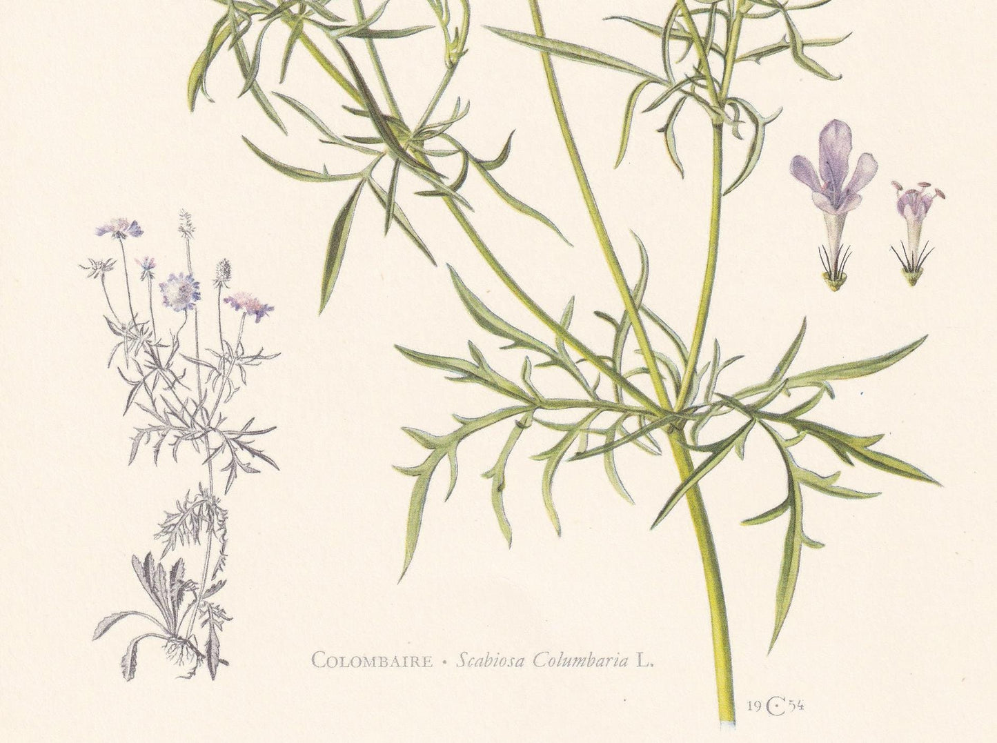 1960 SMALL SCABIOUS Print - Botanical Print - Flower Painting - Flower Wall Art - Vintage Plant Print - 7.5 x 10.6 Inches
