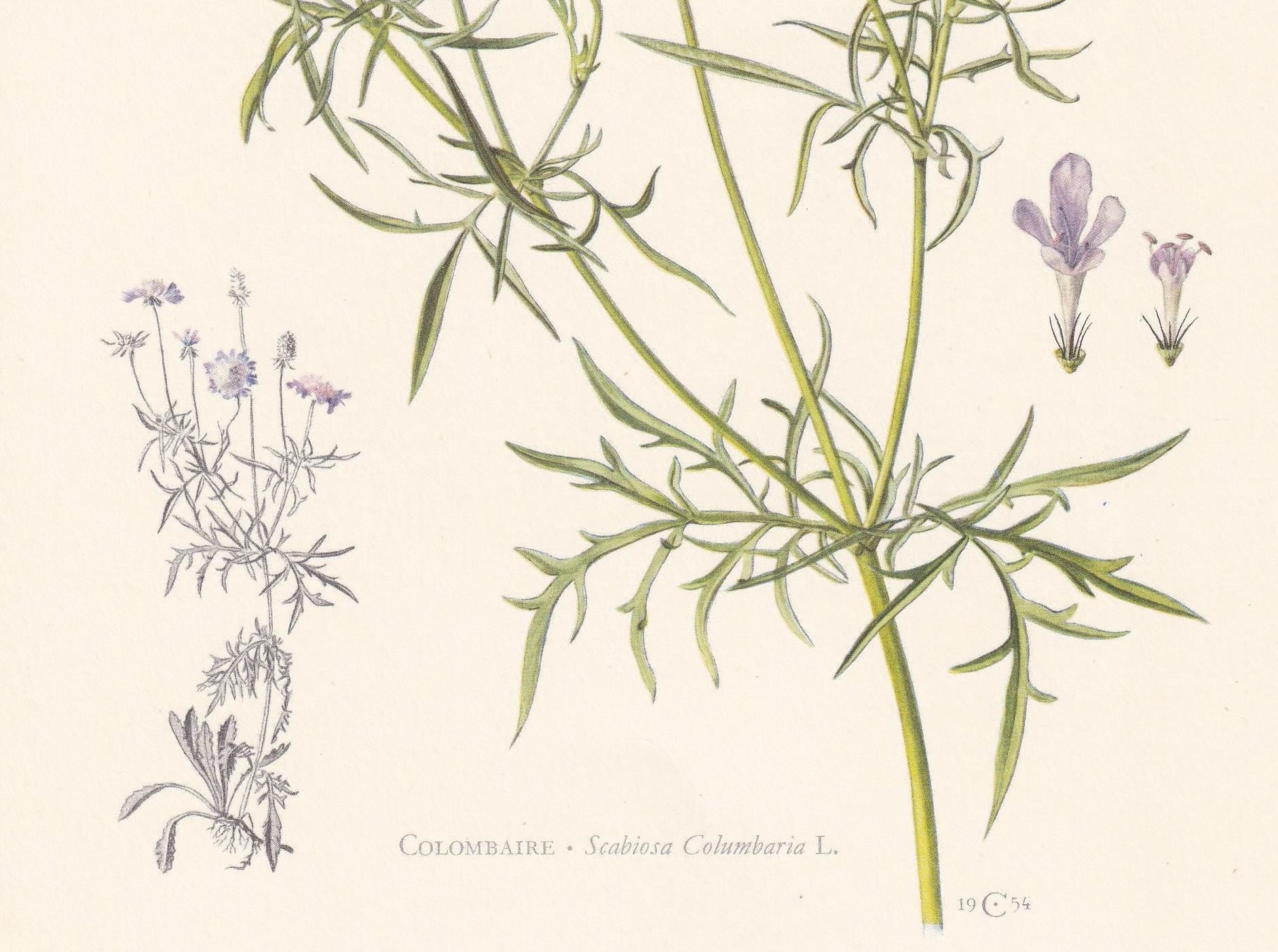 1960 SMALL SCABIOUS Print - Botanical Print - Flower Painting - Flower Wall Art - Vintage Plant Print - 7.5 x 10.6 Inches