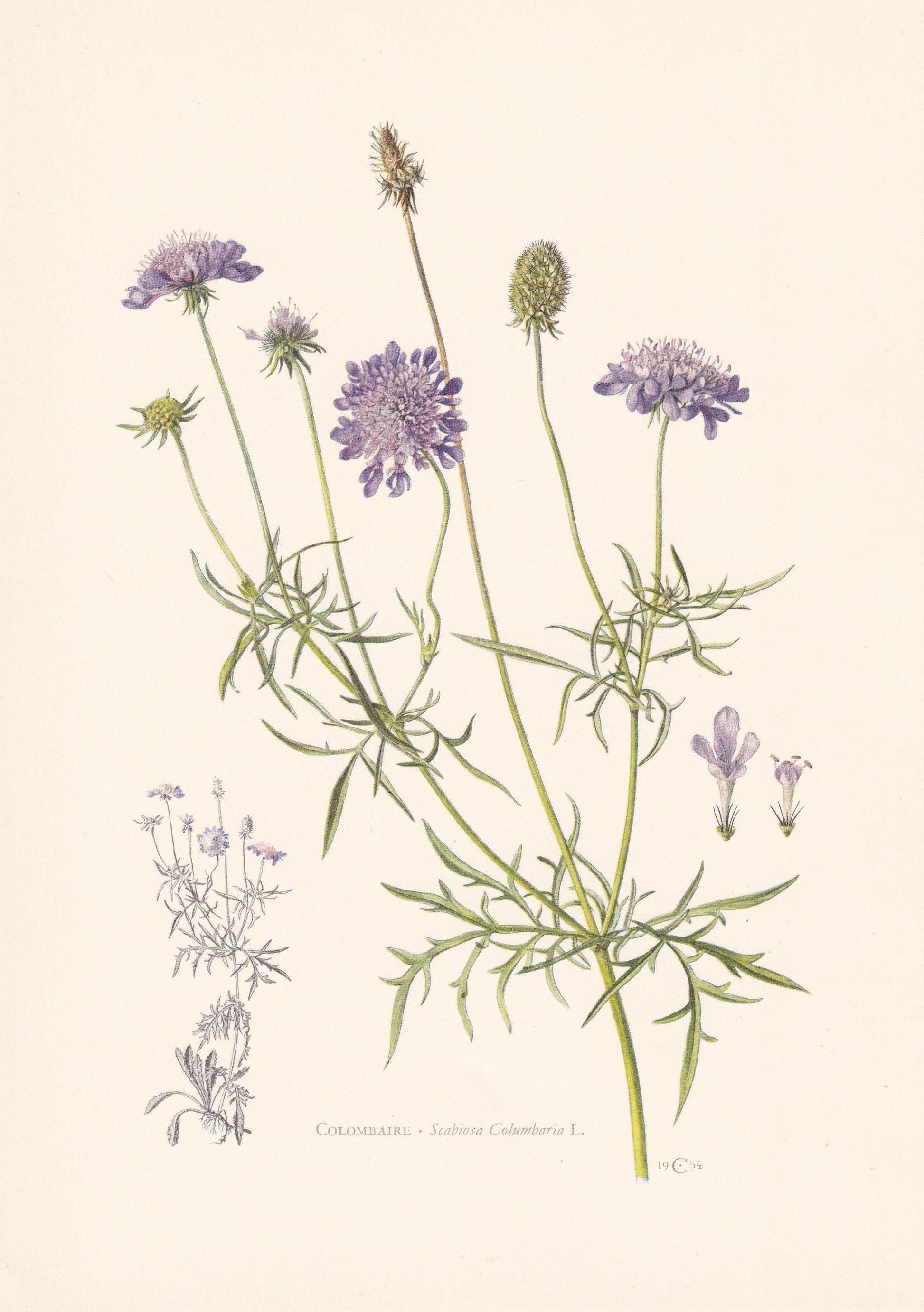 1960 SMALL SCABIOUS Print - Botanical Print - Flower Painting - Flower Wall Art - Vintage Plant Print - 7.5 x 10.6 Inches