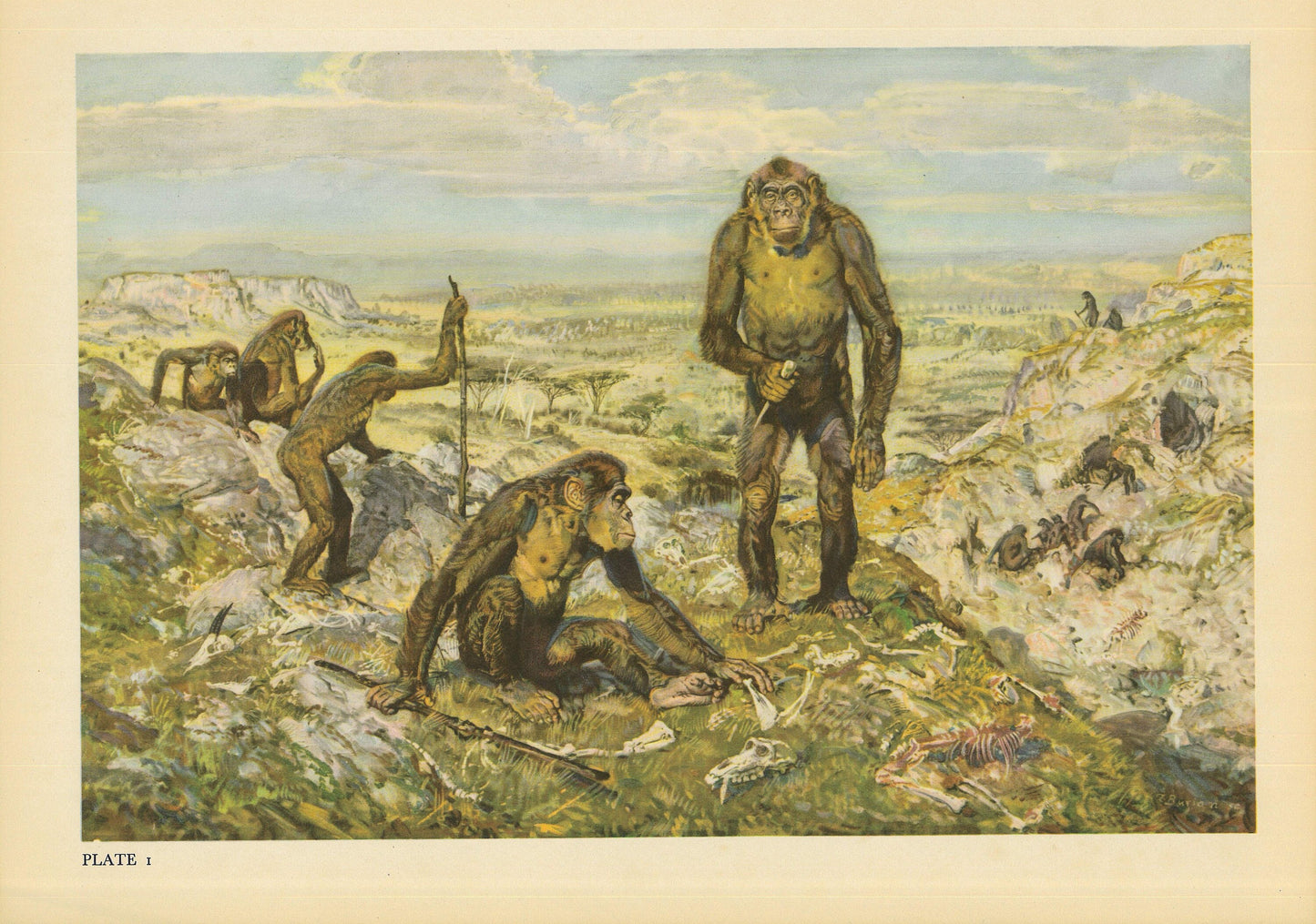A colorful vintage print showing a group of Australopithecus.