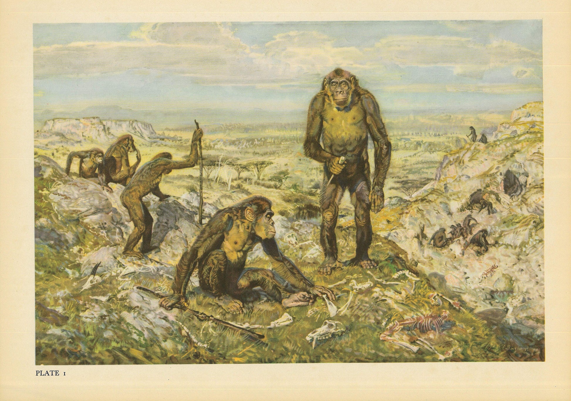 A colorful vintage print showing a group of Australopithecus.