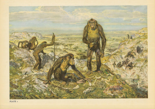 A colorful vintage print showing a group of Australopithecus.