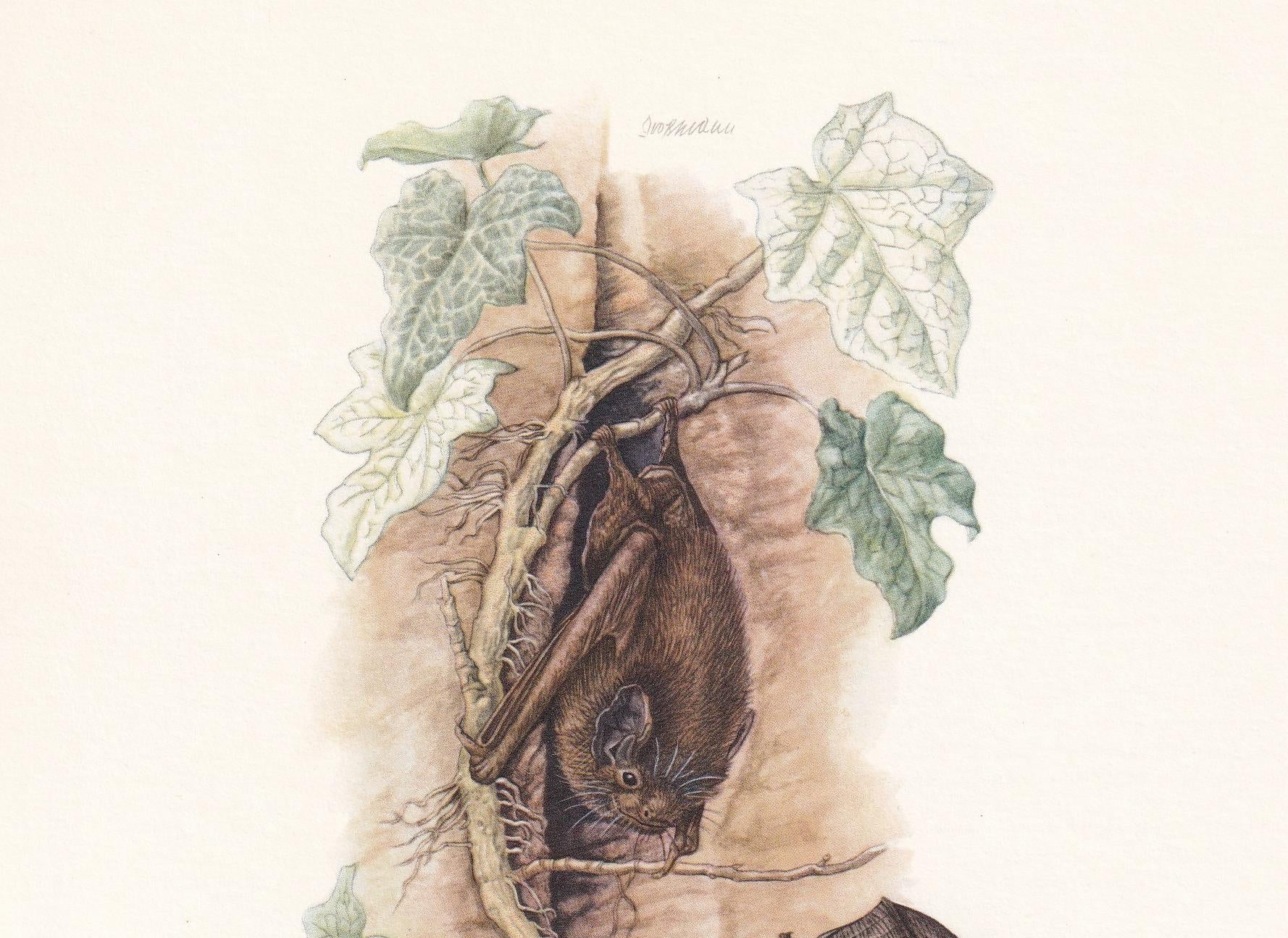 1960 PIPISTRELLE BAT Print - Bat Wall Art - Halloween Wall Art - Animal Wall Art - Vintage Bat Print - 7.5 x 10.6 Inches