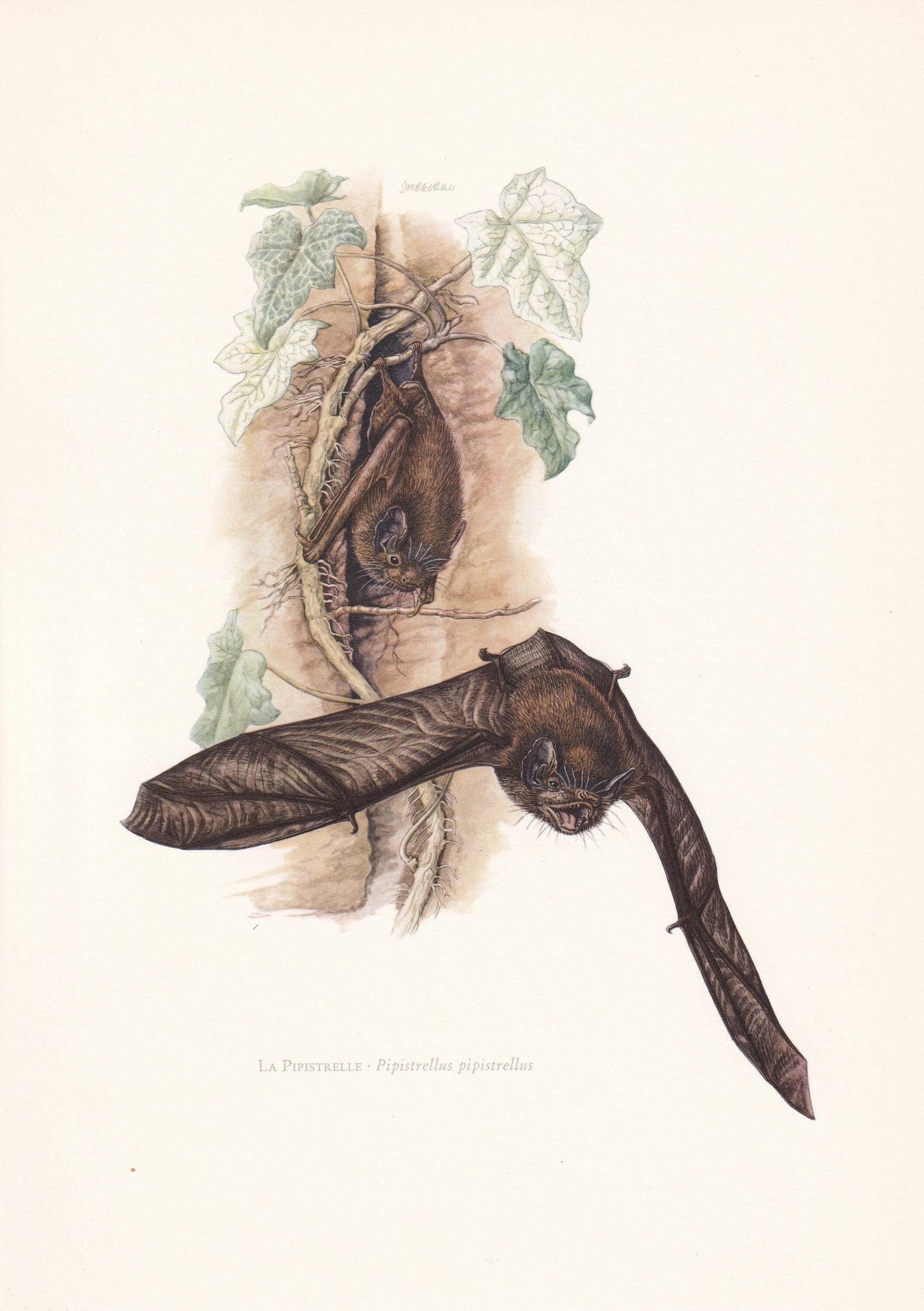 1960 PIPISTRELLE BAT Print - Bat Wall Art - Halloween Wall Art - Animal Wall Art - Vintage Bat Print - 7.5 x 10.6 Inches