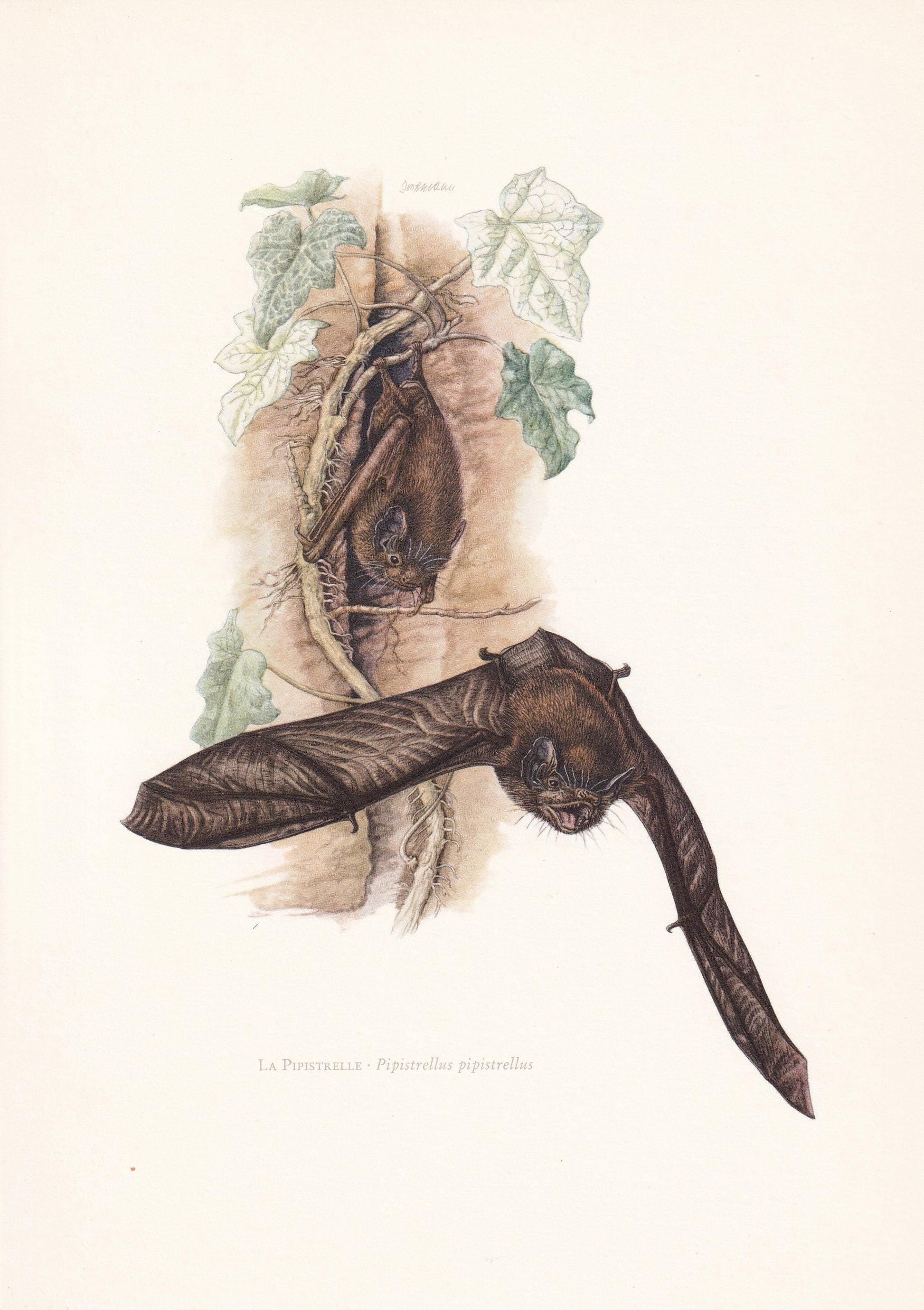 1960 PIPISTRELLE BAT Print - Bat Wall Art - Halloween Wall Art - Animal Wall Art - Vintage Bat Print - 7.5 x 10.6 Inches