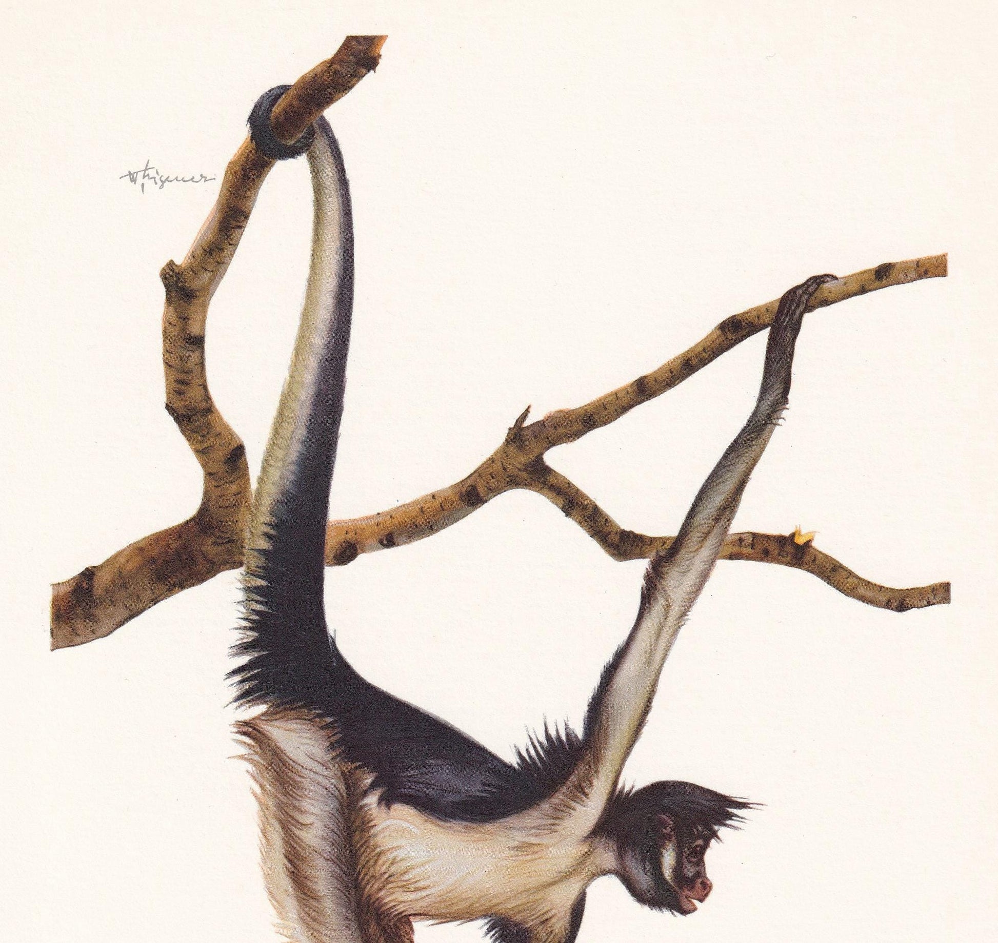 1960 SPIDER MONKEY Print - Vintage Animal Print - Animal Illustration - Animal Wall Art - Apes & Monkeys Print - 7.5 x 10.6 Inches